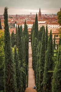 Panoramic view of trees and buildings against sky