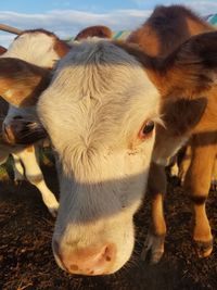 Close-up of cow on field