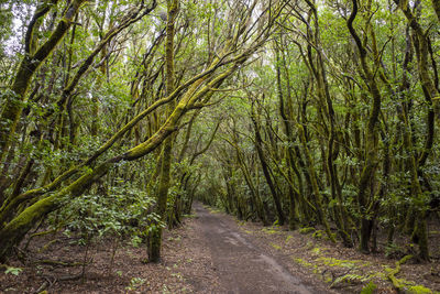 Road amidst trees in forest