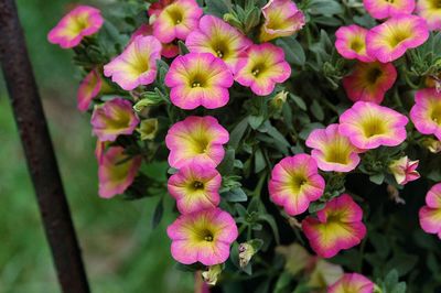 High angle view of pink flowering plants