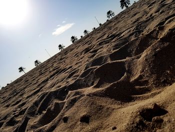 Low angle view of birds on sand at beach against sky