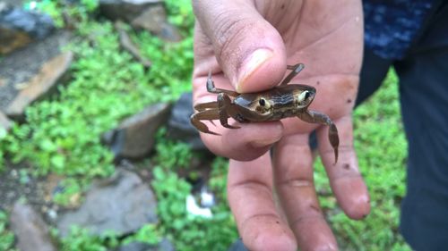 Close-up of cropped hand holding small crab