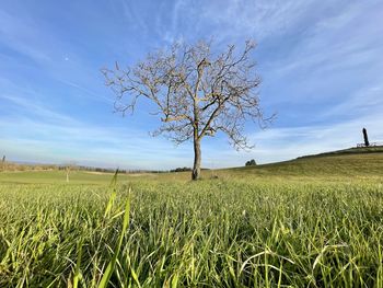 Bare tree on field against sky