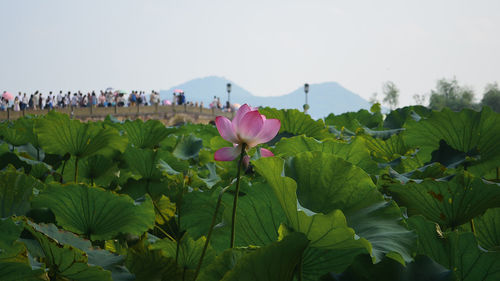 Close-up of pink flowers