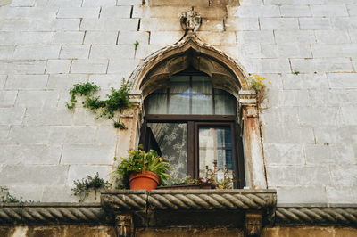 Low angle view of potted plant at house window