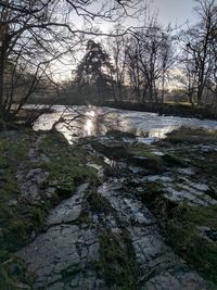 Stream flowing amidst bare trees in forest