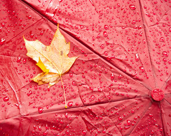 Close-up of leaf on wet red umbrella during rainy season