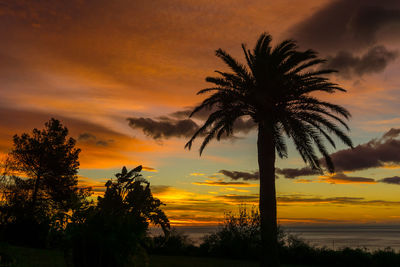 Silhouette palm trees against dramatic sky during sunset