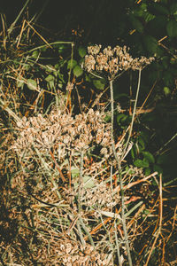 Close-up of flowers growing in field