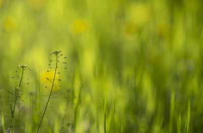 Close-up of fresh yellow grass on field