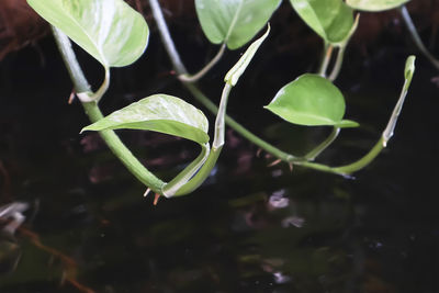 Close-up of plant leaves