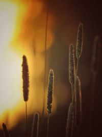 Close-up of stalks against sky during sunset