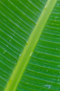 Full frame shot of green leaf