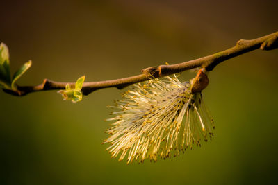 Close-up of flowering plant on branch, sunlit willow catkin 
