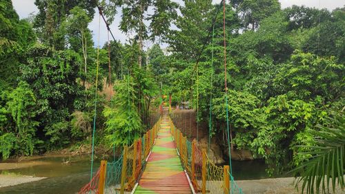 Footbridge amidst trees in forest