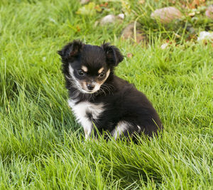 Portrait of a dog on field