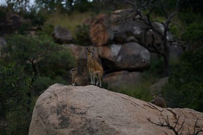 View of lizard on rock