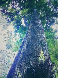 Low angle view of tree trunk in forest