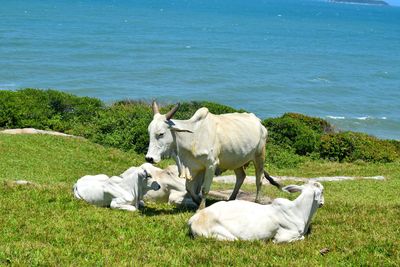 Cows on grassy field