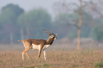 Deer standing on field