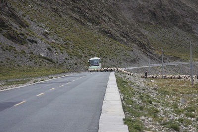 Sheep with man and bus road