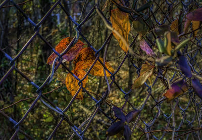 Close-up of chainlink fence