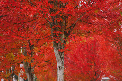 Red maple leaves on tree during autumn