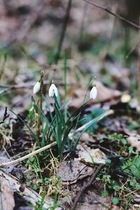 Close-up of white flowers blooming in field