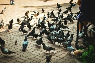 High angle view of birds perching on ground