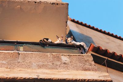 Low angle view of cat on building