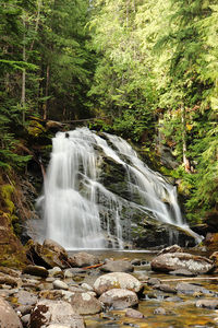 Scenic view of waterfall in forest