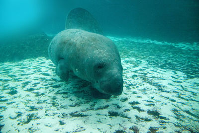 Fish swimming in sea