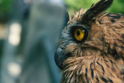 Close-up of a bird