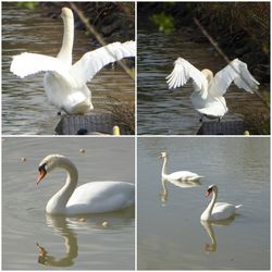 White swans swimming in lake