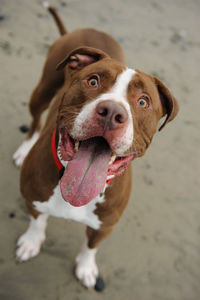 High angle view of mouth open american pit bull terrier standing at beach