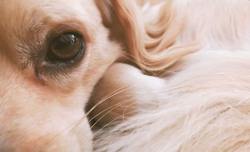 Close-up of dog
