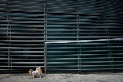 Small dog walking in front of metal slats 