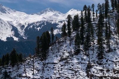 Pine trees on snowcapped mountains against sky