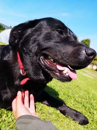 Close-up of a dog