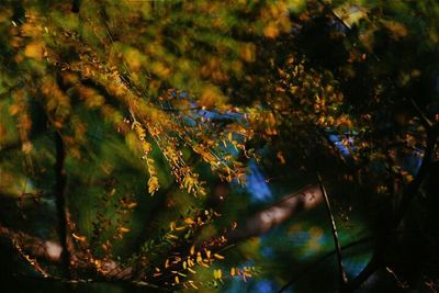 Plants growing on tree