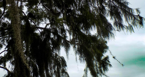 Low angle view of trees against sky