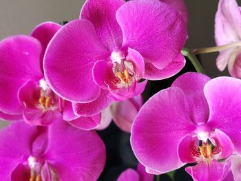 Close-up of pink orchids