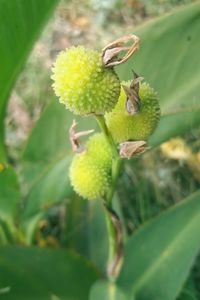 Close-up of insect on flower