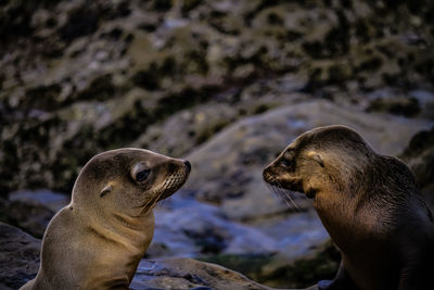 Close-up of an animal on rock