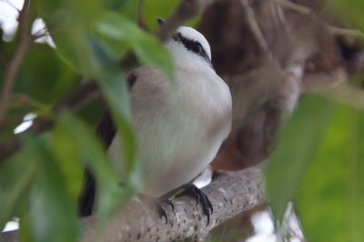 Close-up of bird perching on branch