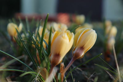 plant