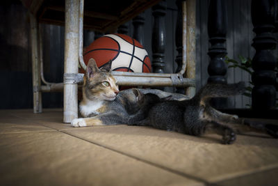 Portrait of a cat lying on floor at home