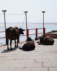 Horses in the sea