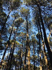 Low angle view of trees in forest