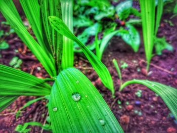 Close-up of raindrops on grass